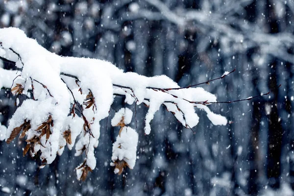 Ordu’da Kar Nedeniyle Eğitime Ara Verildi