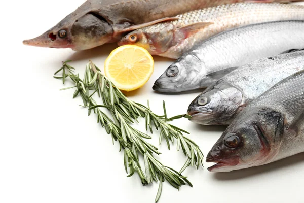 Balıkçılıkta Av Yasağı 15 Nisan’da Başlıyor: Kurallara Uymayanlara Geçit Yok