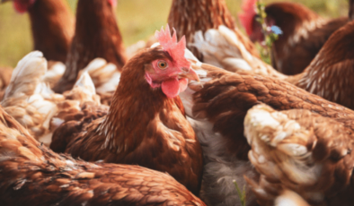 Ticaret Bakanlığı’ndan Mısır İthalatında Fiyat İstikrarı Hamlesi: 3 Milyon Tonluk Tarife Kontenjanı Açıldı