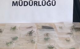 Adıyaman’da Çekirge Toplayan 3 Yabancı Uyruklu Şahsa 2 Milyon 97 Bin Lira Ceza